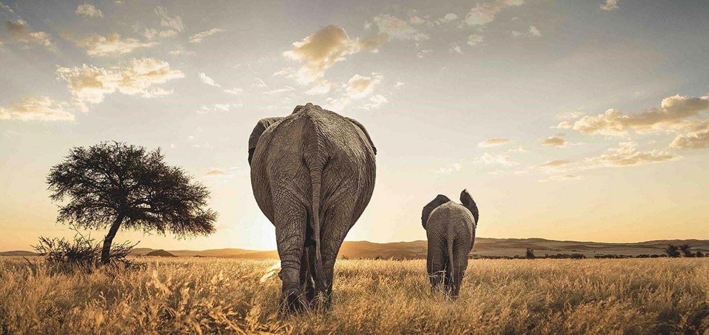 Lion World Travel - elephants
